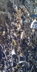 Ambrosia chenopodiifolia