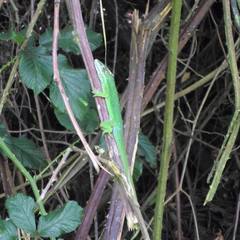 Anolis heterodermus