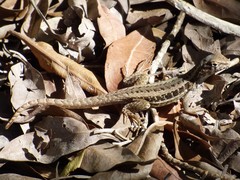 Leiocephalus raviceps