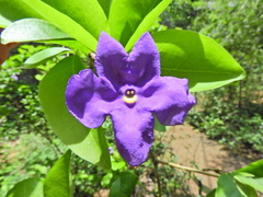 Brunfelsia uniflora