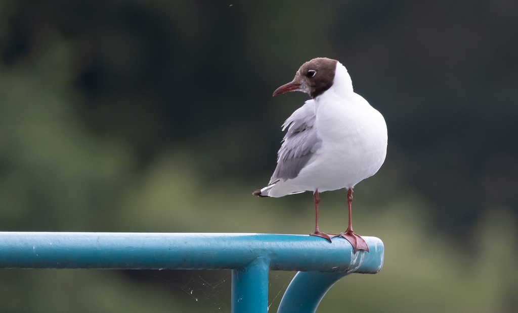 붉은부리갈매기 from Swindon, UK on 2023년 07월 20일 (목)... Laysell · iNaturalist 붉은부리갈매기 (Chroicocephalus... 