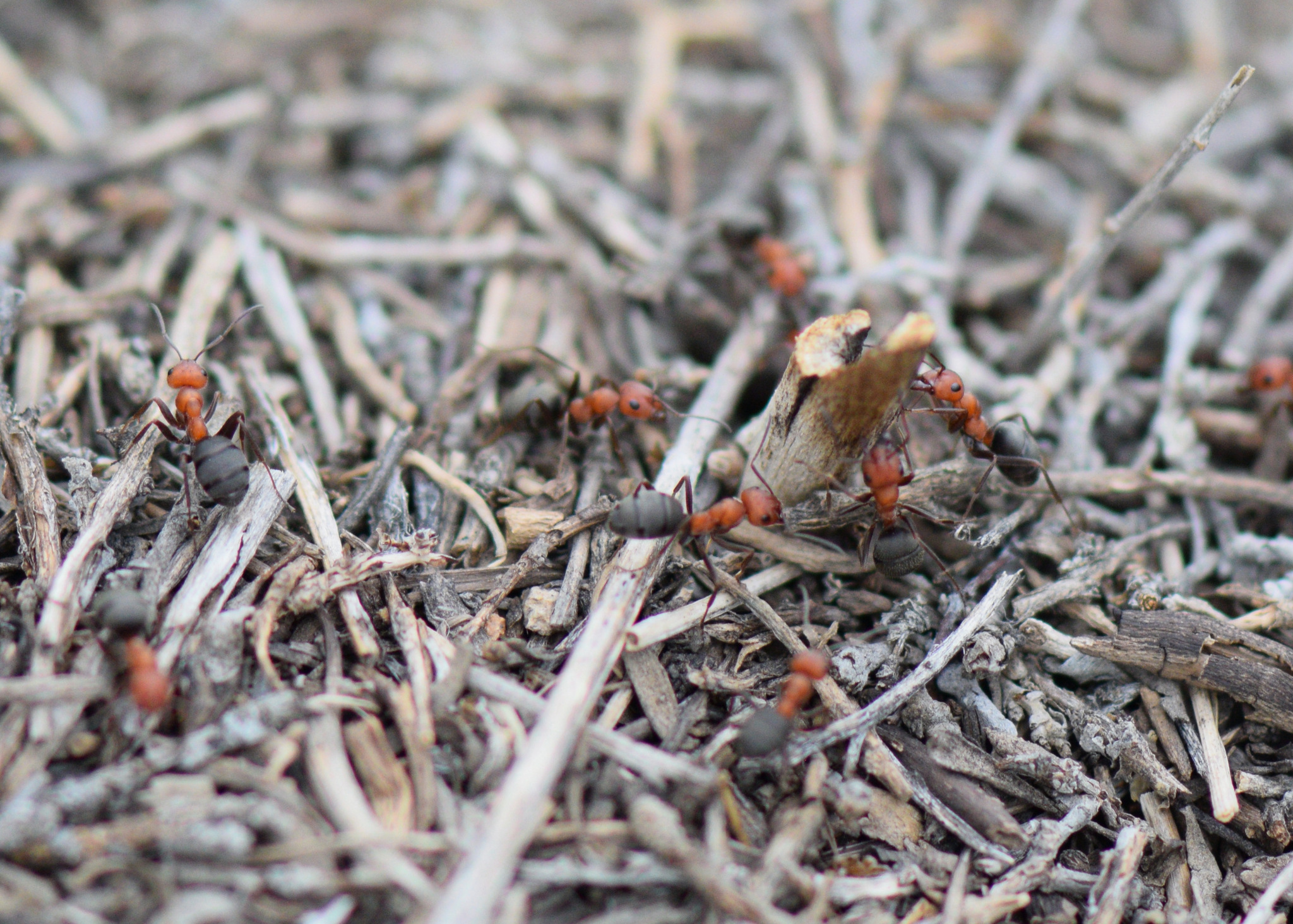 Formica laeviceps