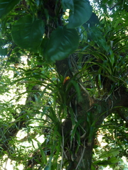 Guzmania nicaraguensis