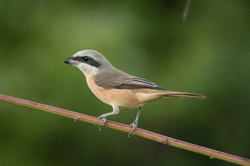 Brown Shrike
