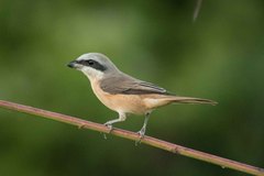 Brown Shrike photo 3