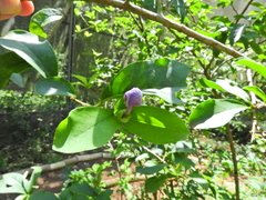Brunfelsia uniflora