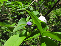 Brunfelsia uniflora