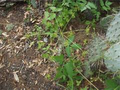 Arracacia brandegeei