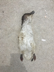 Eudyptula minor iredalei