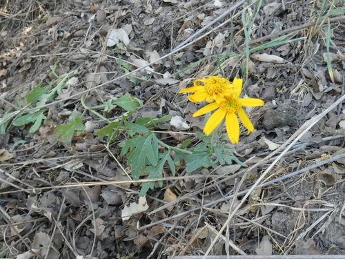 Eriophyllum lanatum var. hallii