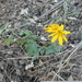 Fort Tejon Woolly Sunflower - Photo (c) Stephanie Calloway, some rights reserved (CC BY-NC), uploaded by Stephanie Calloway