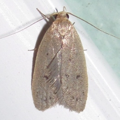 Inga obscuromaculella