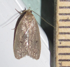 Inga obscuromaculella