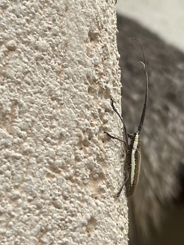 Fig Tree Borer (Neoptychodes trilineatus)