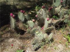 Opuntia lagunae