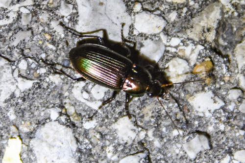 Poecilus chalcites photo 5