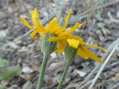 Eriophyllum lanatum hallii