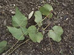 Vitis peninsularis