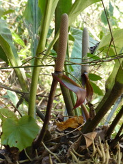 Anthurium cubense