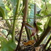 Anthurium cubense - Photo (c) sassafrassuz, alguns direitos reservados (CC BY-NC), uploaded by sassafrassuz