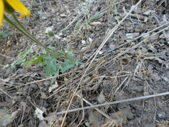 Eriophyllum lanatum hallii