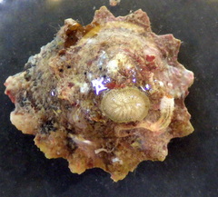 Bellastraea squamifera