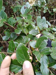 Xylosma spiculifera