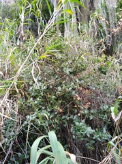 Xylosma spiculifera