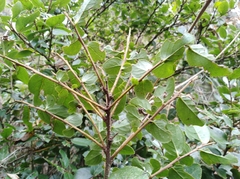 Xylosma spiculifera
