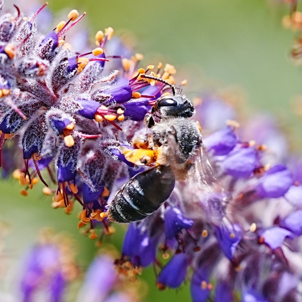 Eastern Scaly Miner Bee