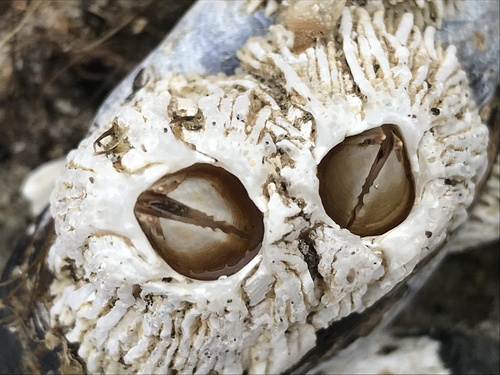Thatched Barnacle, North Pacific Ocean, Neskowin, OR, US, photo 10 of 10
