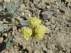 Eriogonum nudum westonii