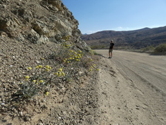 Eriogonum nudum westonii