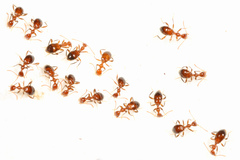 Acanthinus argentinus