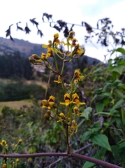 Cyrtochilum densiflorum