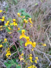 Cyrtochilum densiflorum