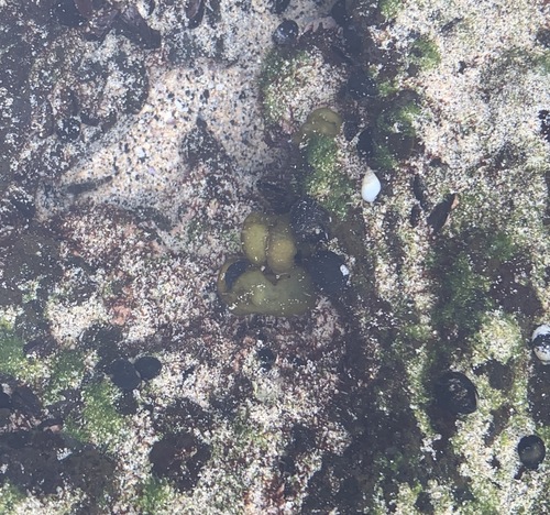 Colpomenia observed 2023-07-20
