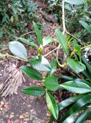 Palicourea boqueronensis