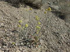 Eriogonum nudum westonii