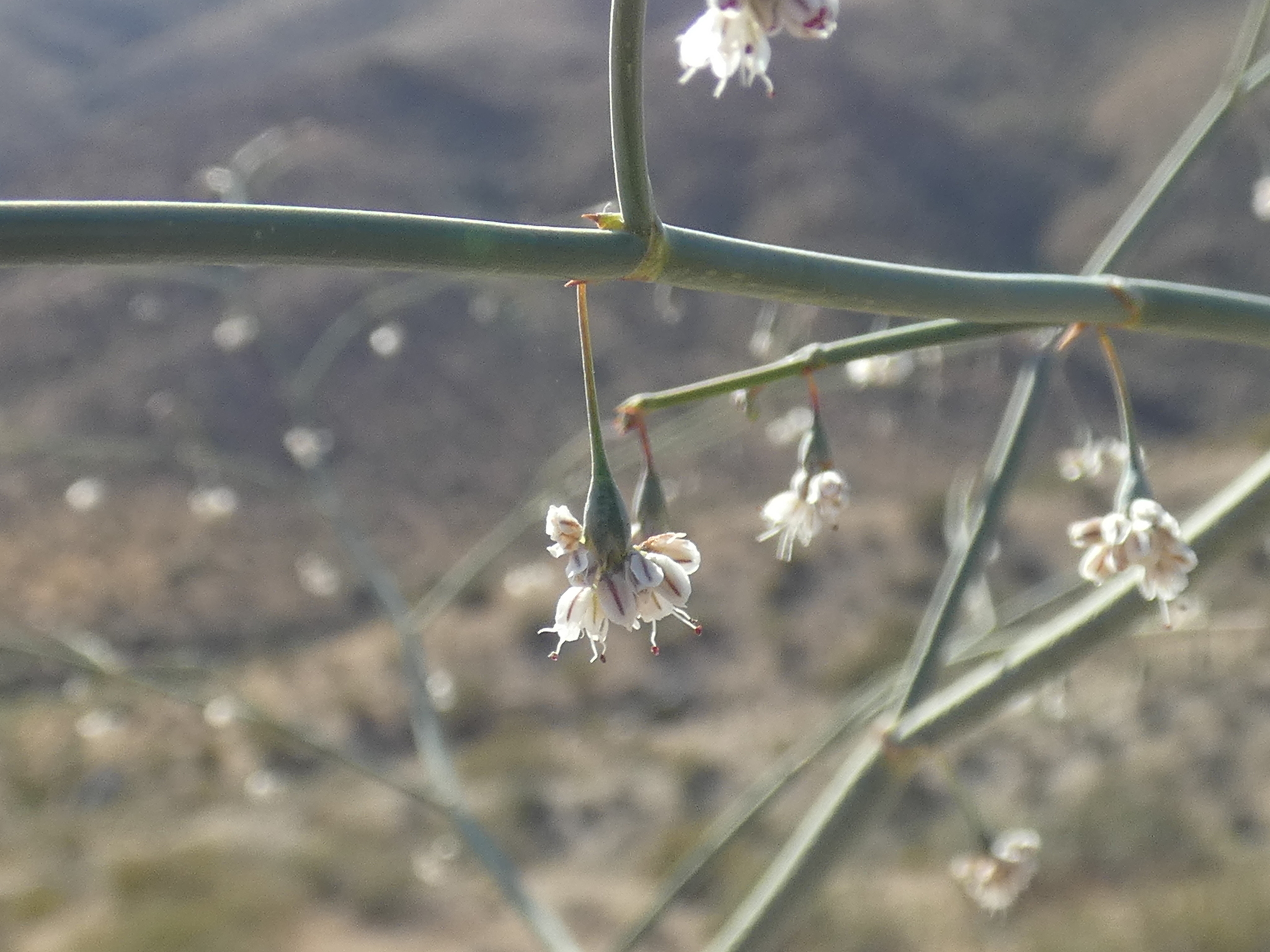 Eriogonum deflexum var. baratum