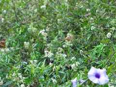 Junonia genoveva hilaris