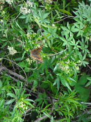 Junonia genoveva hilaris