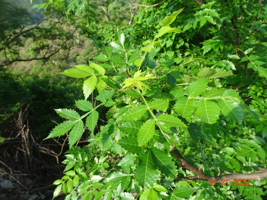 Bursera penicillata; photograph (c) Abraham Sánchez Romero, some rights reserved (CC BY)