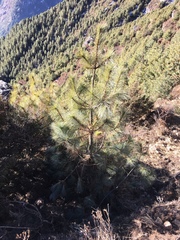 Pinus wallichiana