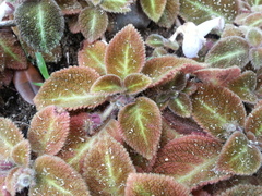 Episcia lilacina