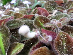 Episcia lilacina
