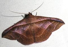 Tiruvaca subcostalis