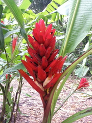 Musa coccinea