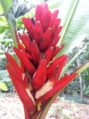 Musa coccinea