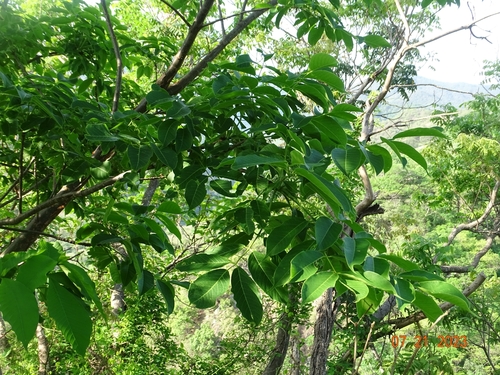 Bursera roseana Rzed., Calderón & Medina
